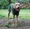 George Barclay Dog Drying Coat By Mutt 64cm (XL)